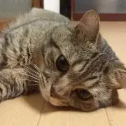 とも