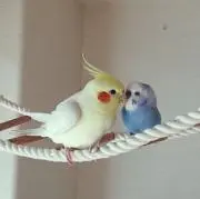 おかめの画像