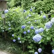 びくの画像