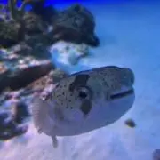 wahaha/24時間以内発送の画像