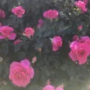 Noriの画像