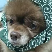 zzoxの画像