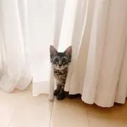 cocoの画像