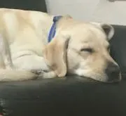 あぶの画像