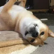 ワダッペ / プロフ必読の画像