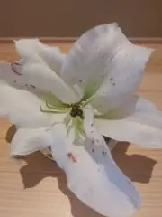 ムクの画像