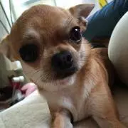 ANCOの画像