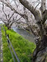 無花果の画像