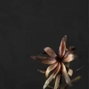 fukoの画像