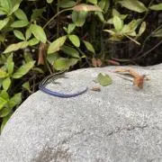 ハム太郎