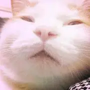 カニカマ