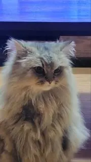 テツママアコの画像
