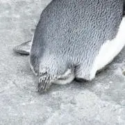 らららうらの画像