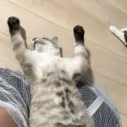カドラ　 自己紹介注意欄要確認です‼️の画像