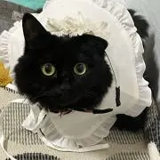 ショコラの画像
