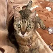 ももこの画像
