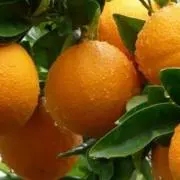 orangeの画像