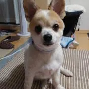 マロン