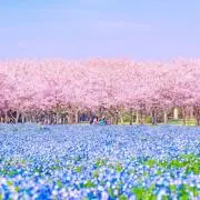まあるい