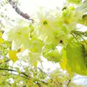 一縷※購入・コメント前にプロフ一読下さいの画像