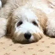 Bunny rabbitの画像