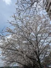 かけの画像