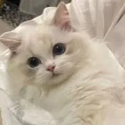 ぽん