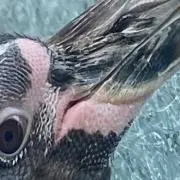 あかり