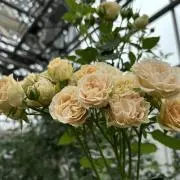 晴の画像
