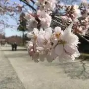 くりこ