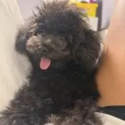 ミュウの画像