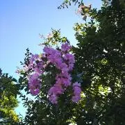 naoの画像