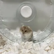 ししまるの画像