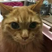 まさおの画像