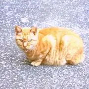 茶トラ猫さまの遣い
