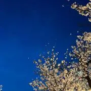 尻セレブの画像