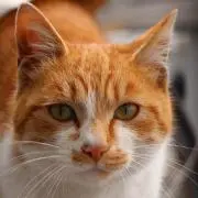 savantcat