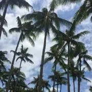 コロンコロンの画像