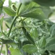 himawari☺︎の画像
