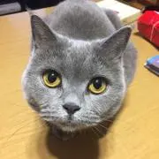 まんみの画像