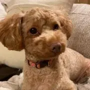 グミ