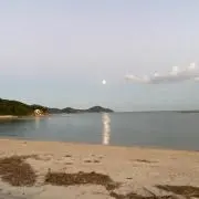 トールポピーの画像