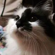 ゆ