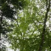 mihotanの画像