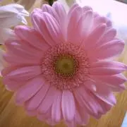 くーちゃん