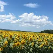 リエッティの画像
