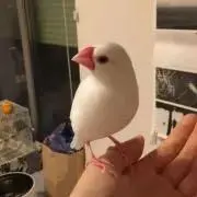 osumiの画像