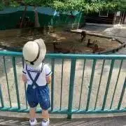 SARIの画像