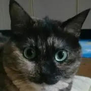 LEON*゜