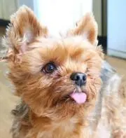 えりんこ